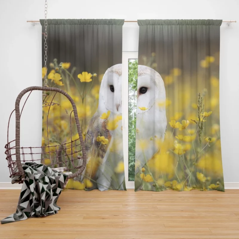 Barn Owl Nocturnal Majesty Silent Stare Curtain