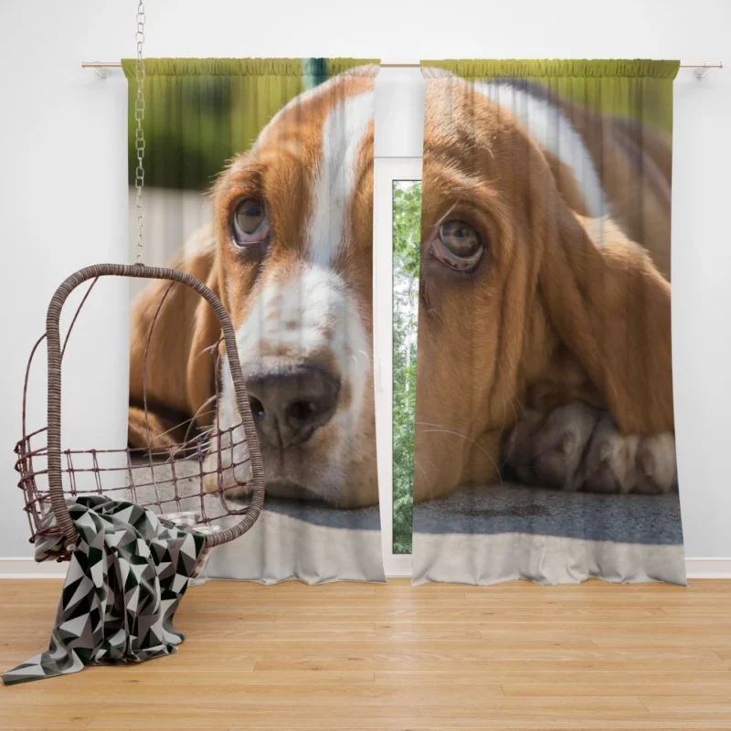 Basset Hound Muzzle Thoughtful Pondering Curtain