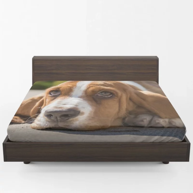 Basset Hound Muzzle Thoughtful Pondering Fitted Sheet