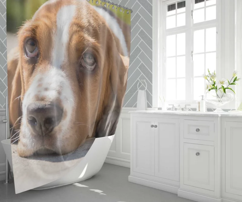 Basset Hound Muzzle Thoughtful Pondering Shower Curtain 1