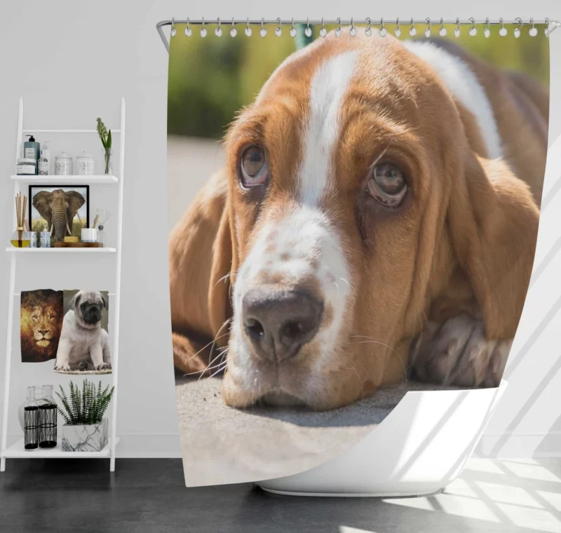 Basset Hound Muzzle Thoughtful Pondering Shower Curtain