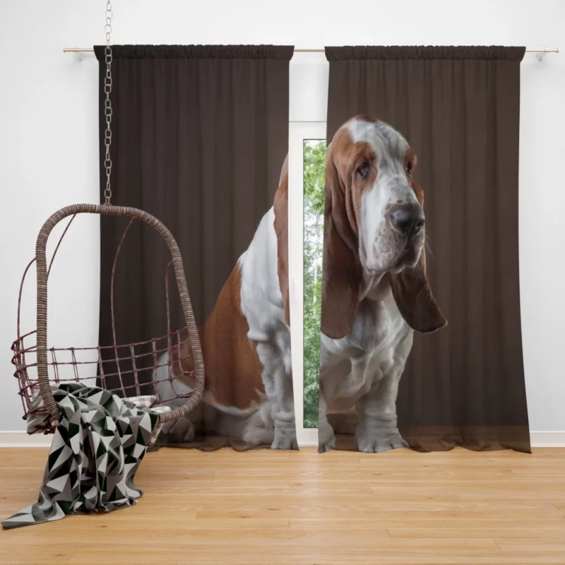 Basset Hound Quirky Charisma Curtain