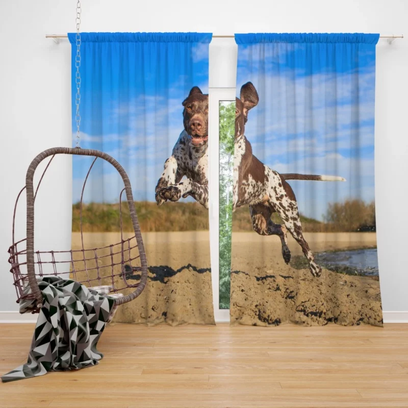 Beach Running German Shorthaired Pointer Curtain