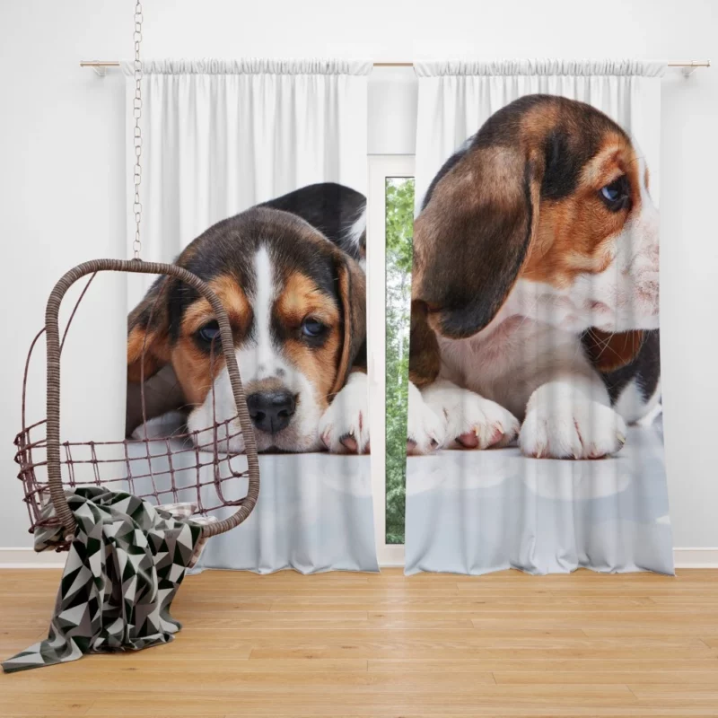 Beagle Curious Expression Playful Wonder Curtain