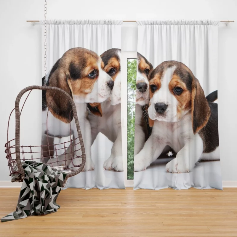 Beagle Curious Eyes Friendly Playfulness Curtain