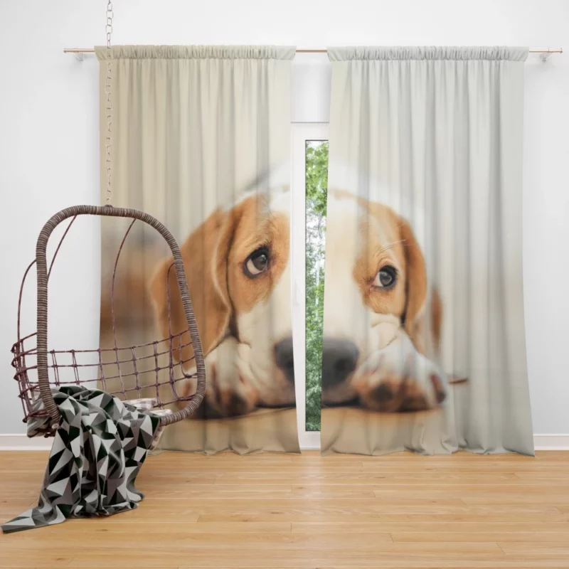 Beagle Furry Innocence Puppy Charm Curtain