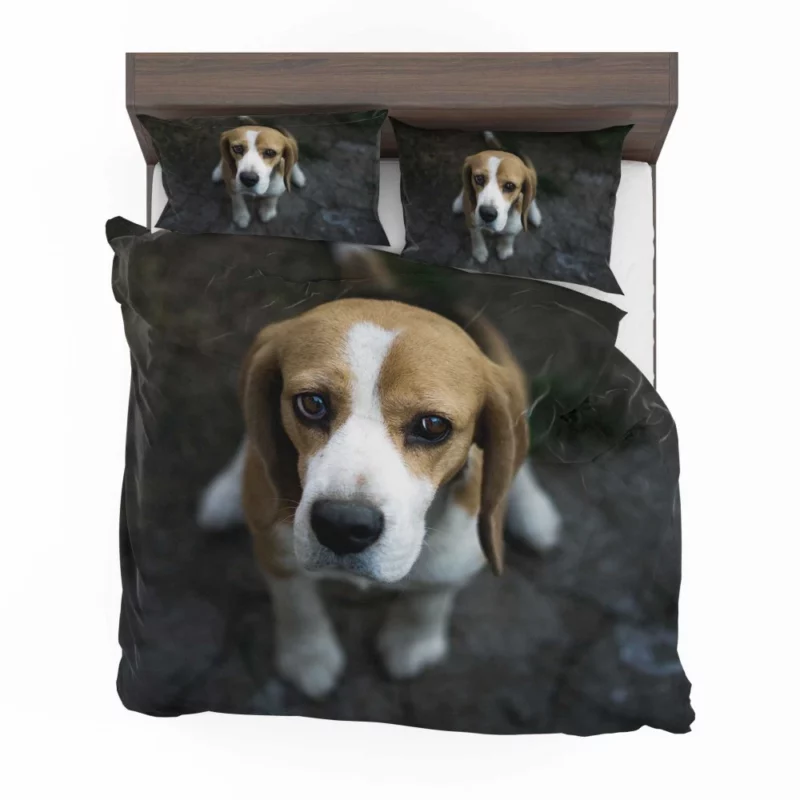 Beagle Innocent Gaze Furry Curiosity Bedding Set 1