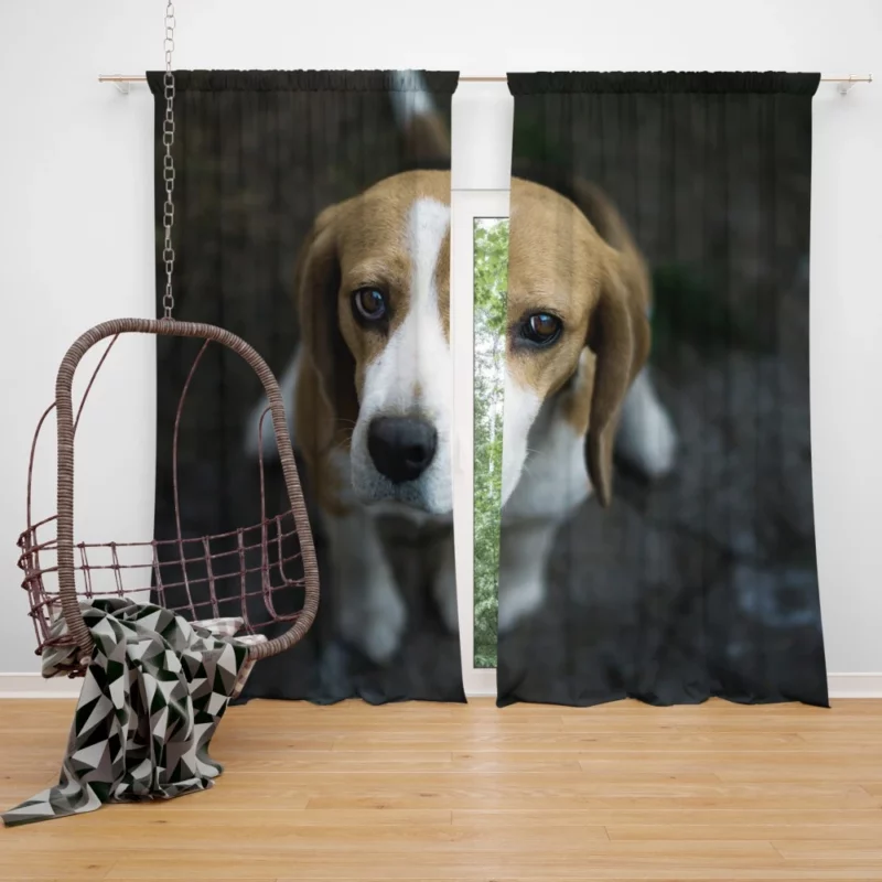 Beagle Innocent Gaze Furry Curiosity Curtain