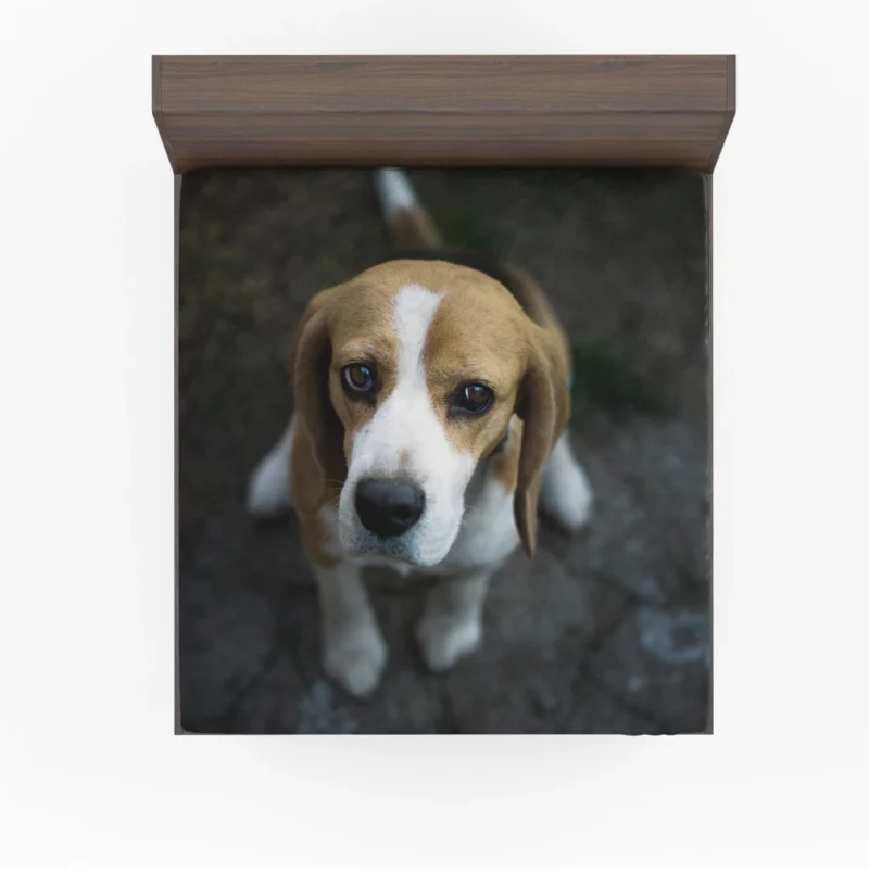 Beagle Innocent Gaze Furry Curiosity Fitted Sheet 1