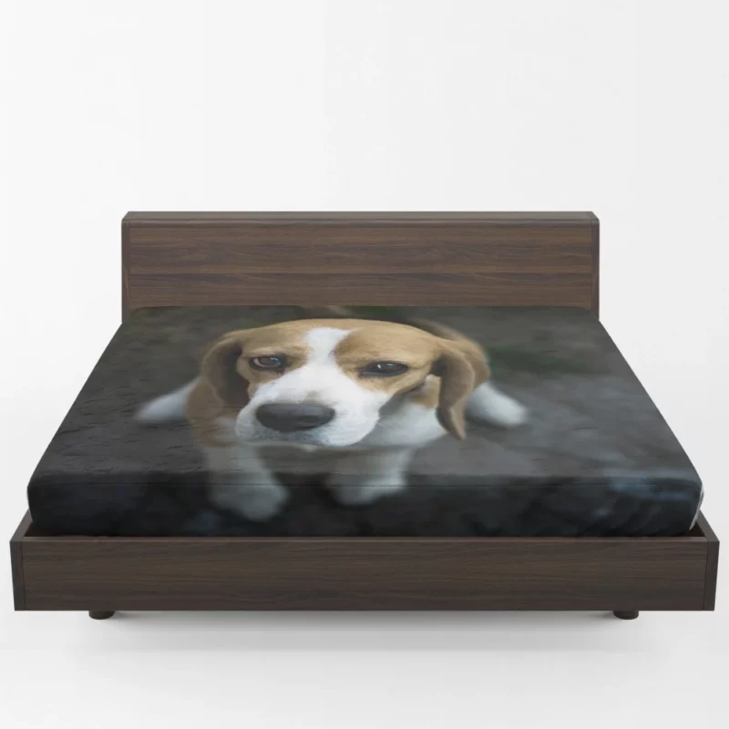 Beagle Innocent Gaze Furry Curiosity Fitted Sheet