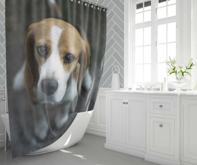 Beagle Innocent Gaze Furry Curiosity Shower Curtain 1