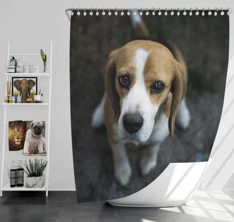 Beagle Innocent Gaze Furry Curiosity Shower Curtain