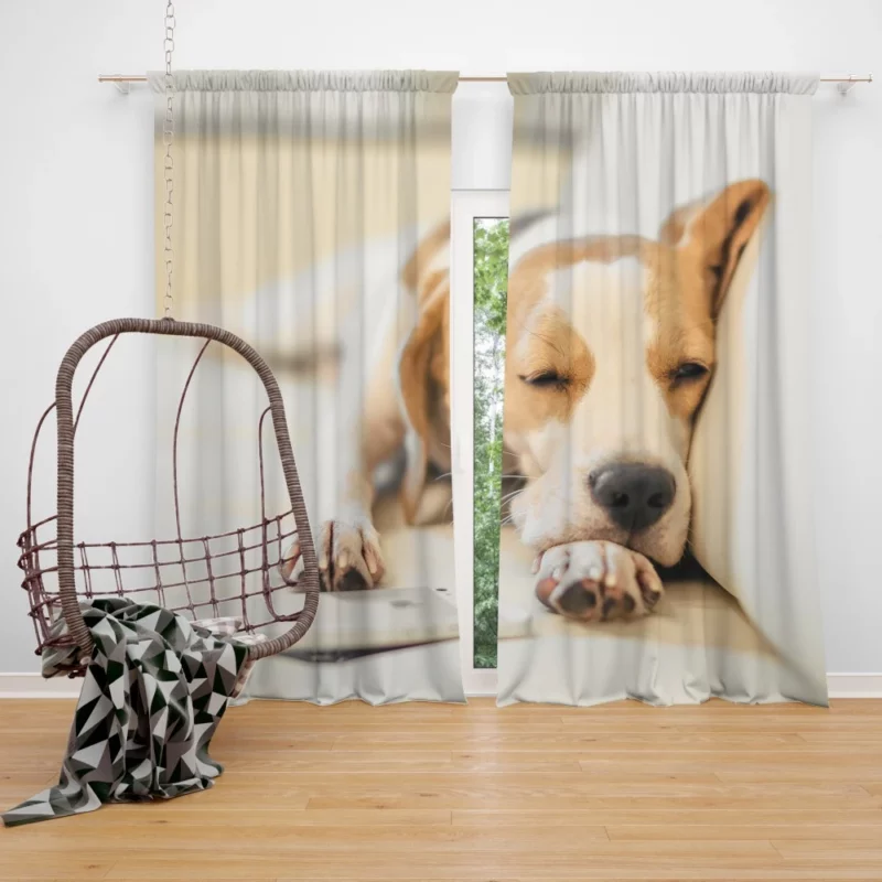 Beagle Muzzle & Cozy Nap Curtain