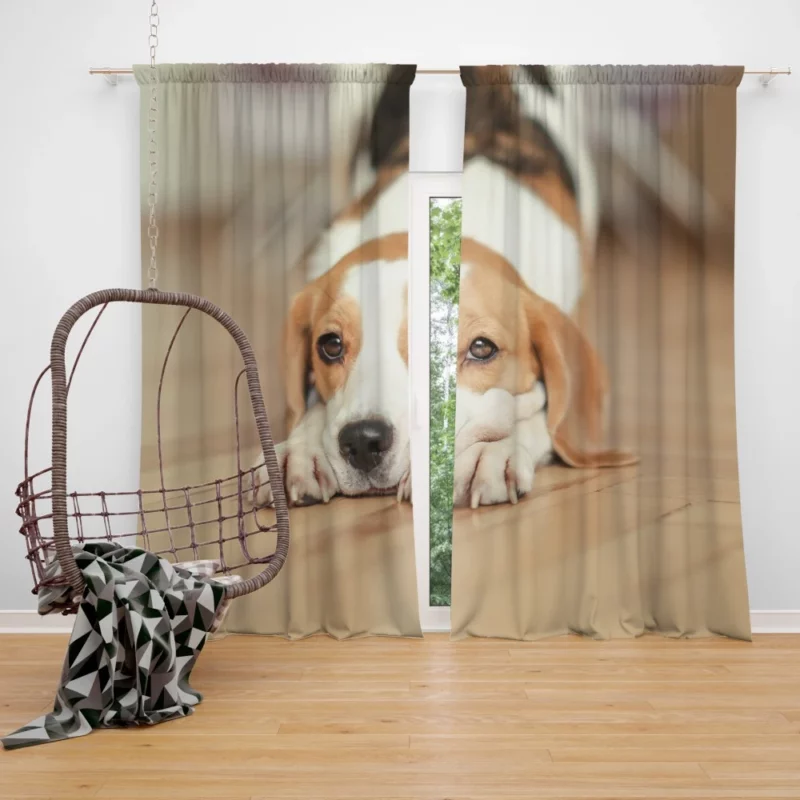 Beagle Muzzle in Blur Curious Antics Curtain