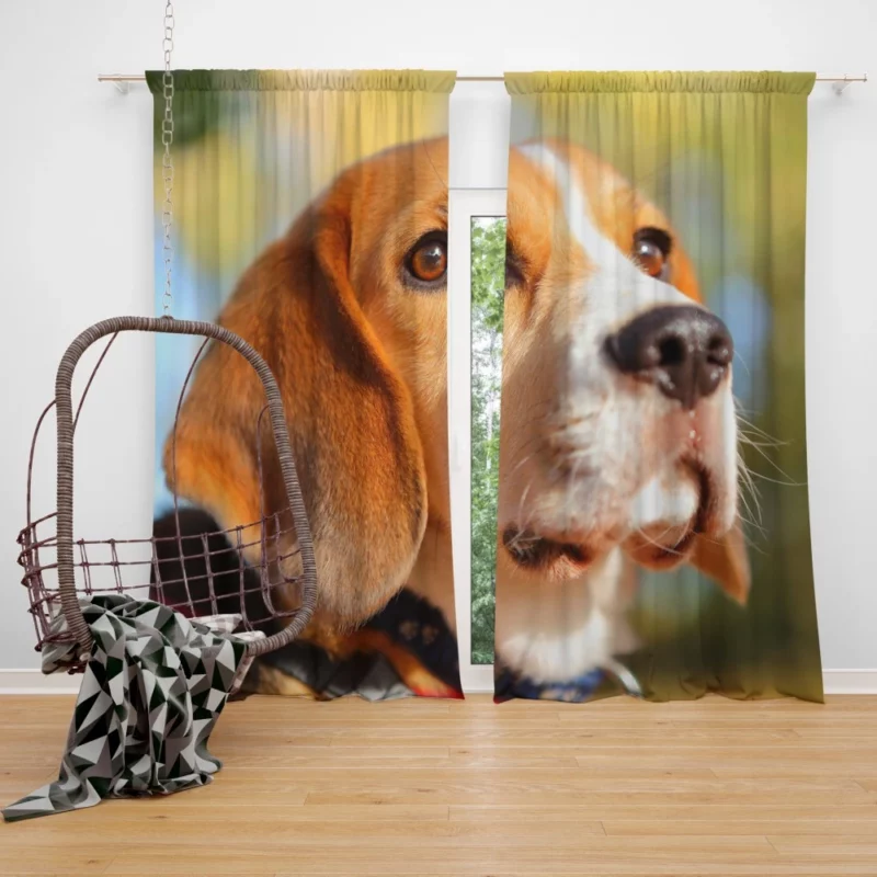 Beagle Muzzle in Focus Canine Persona Curtain