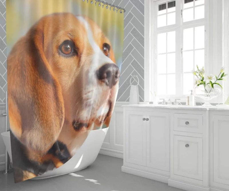 Beagle Muzzle in Focus Canine Persona Shower Curtain 1