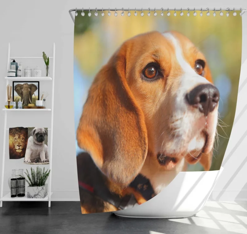 Beagle Muzzle in Focus Canine Persona Shower Curtain