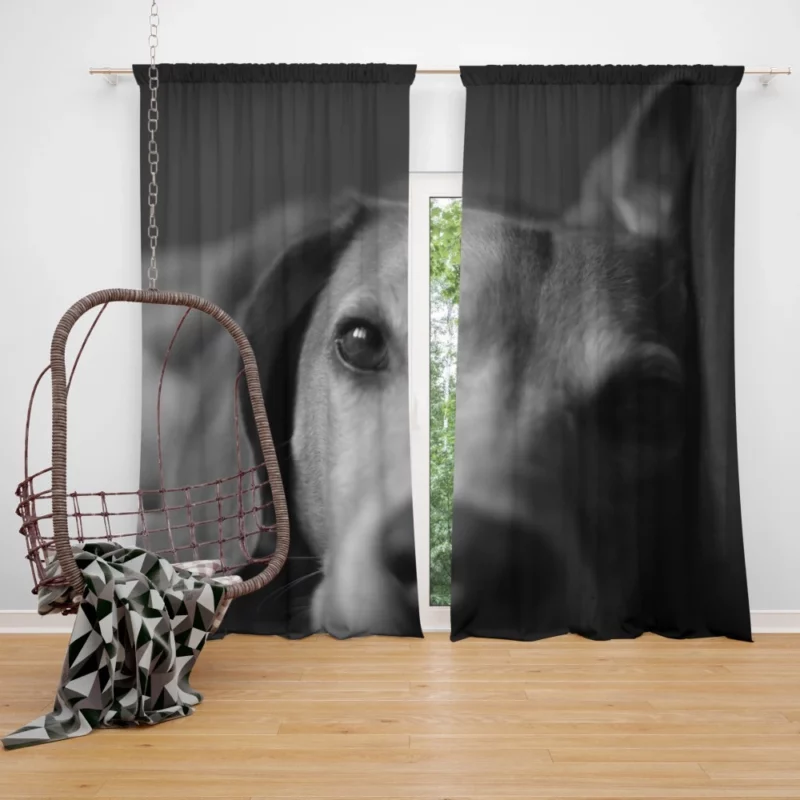 Beagle Puppies BW Charm Playful Duo Curtain