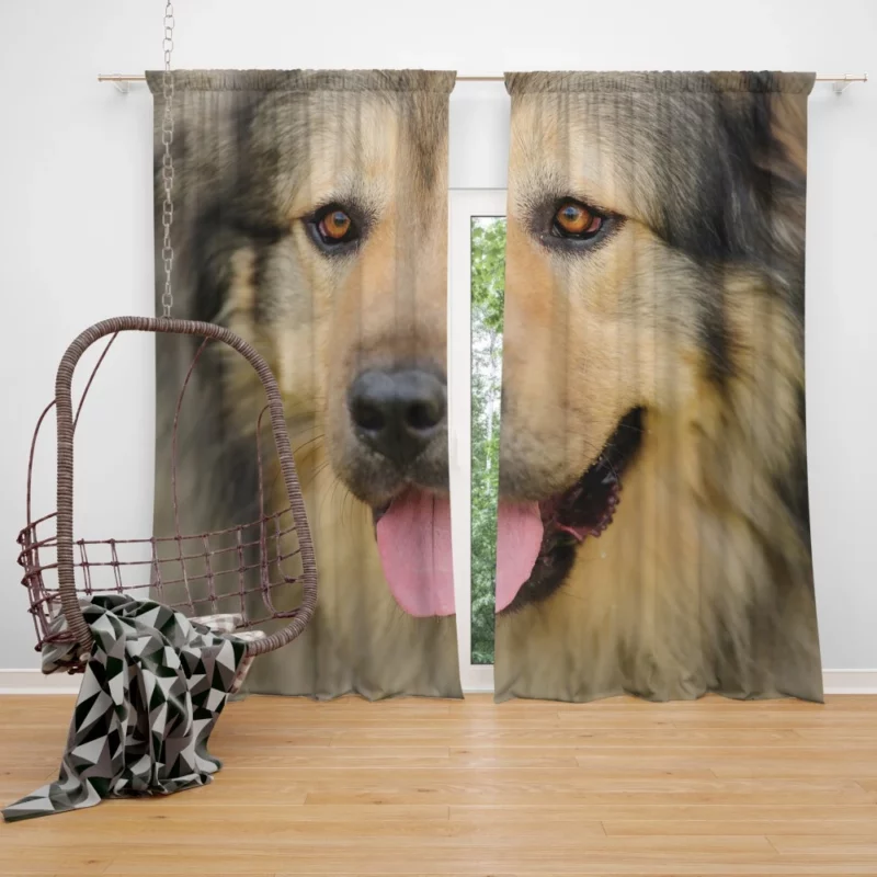 Beautiful Dog Captivating Appeal Curtain