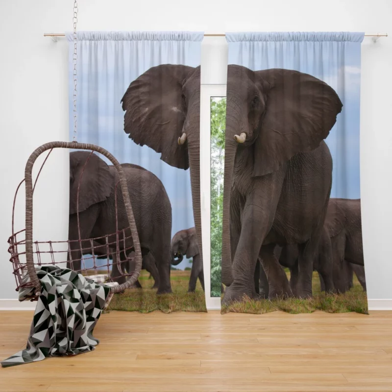 Beautiful Elephants Majestic Herd Curtain