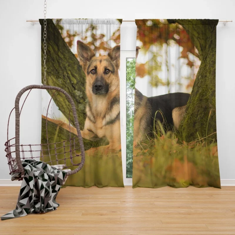 Beautiful German Shepherd Regal Stance Curtain