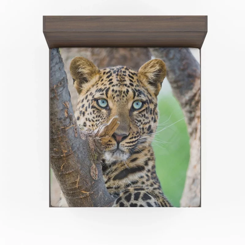 Beautiful Leopard Tree Perch Blue-Eyed Stare Fitted Sheet 1