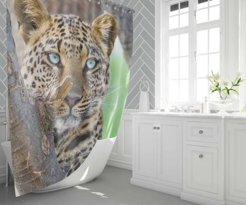 Beautiful Leopard Tree Perch Blue-Eyed Stare Shower Curtain 1