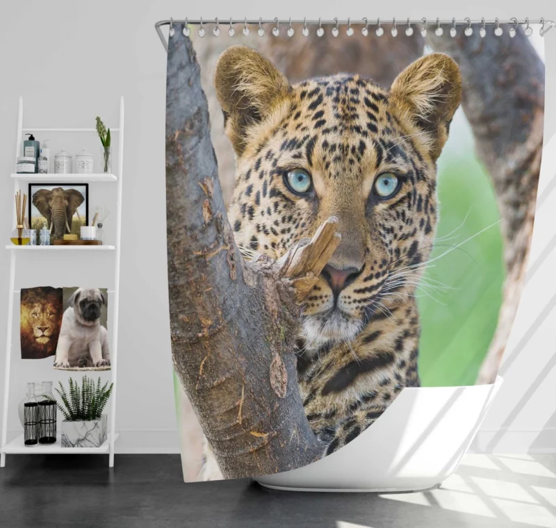 Beautiful Leopard Tree Perch Blue-Eyed Stare Shower Curtain