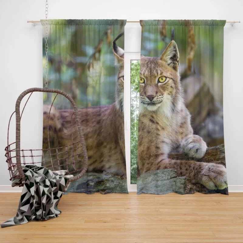 Beautiful Lynx Enigmatic Stare Curtain