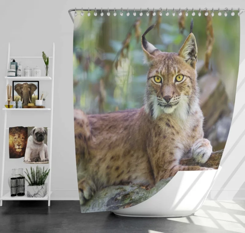 Beautiful Lynx Enigmatic Stare Shower Curtain