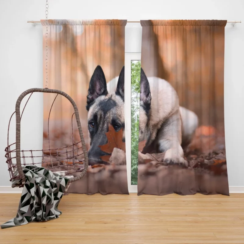 Belgian Malinois Fall Stare Leafy Elegance Curtain