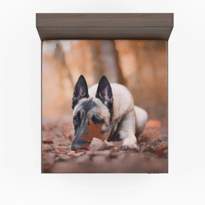 Belgian Malinois Fall Stare Leafy Elegance Fitted Sheet 1