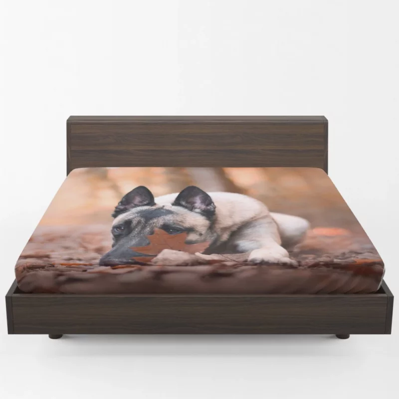 Belgian Malinois Fall Stare Leafy Elegance Fitted Sheet