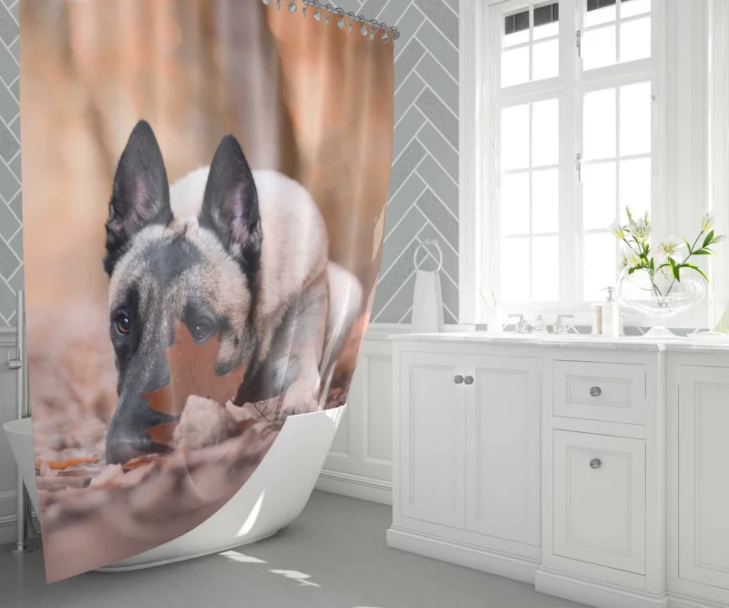 Belgian Malinois Fall Stare Leafy Elegance Shower Curtain 1