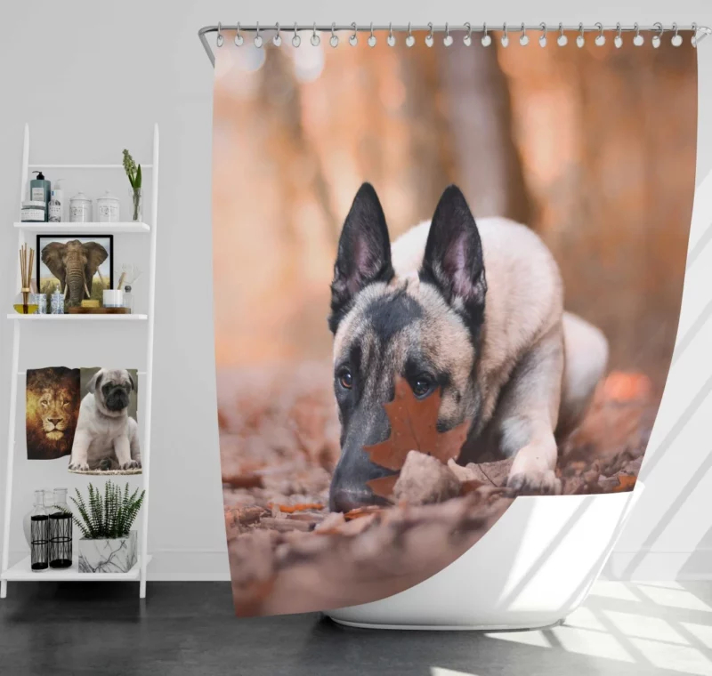 Belgian Malinois Fall Stare Leafy Elegance Shower Curtain