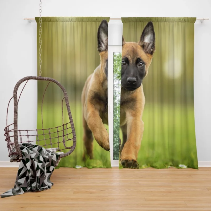 Belgian Malinois Puppy Innocent Joy Curtain