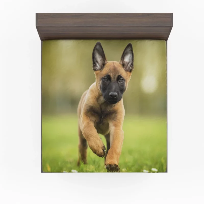 Belgian Malinois Puppy Innocent Joy Fitted Sheet 1