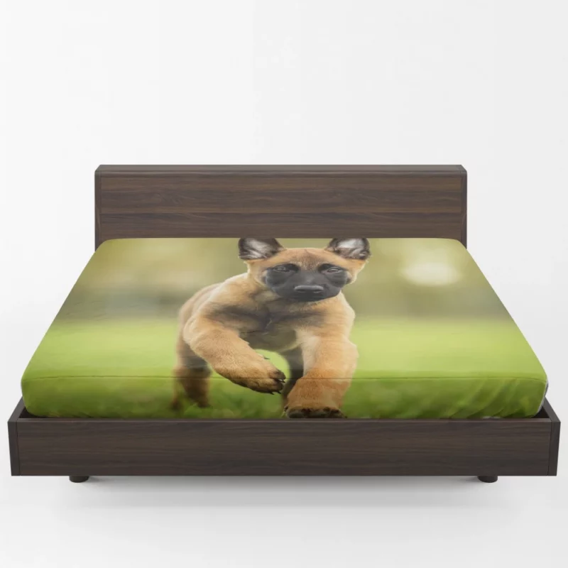 Belgian Malinois Puppy Innocent Joy Fitted Sheet