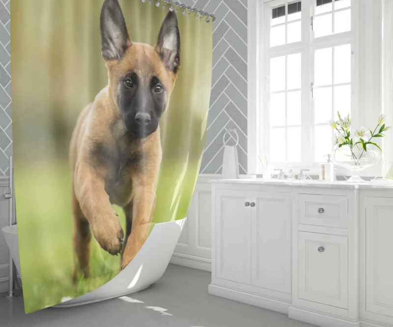 Belgian Malinois Puppy Innocent Joy Shower Curtain 1