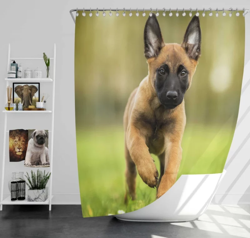 Belgian Malinois Puppy Innocent Joy Shower Curtain