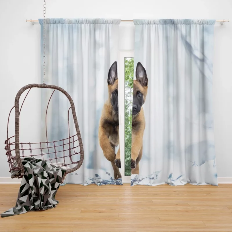 Belgian Malinois Puppy Playful Charm Curtain