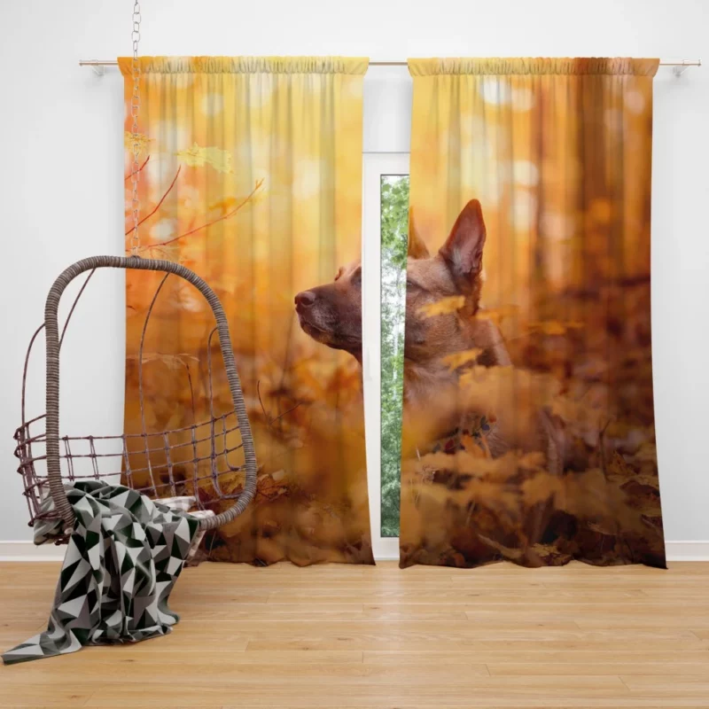 Belgian Malinois in Autumn Furry Elegance Curtain