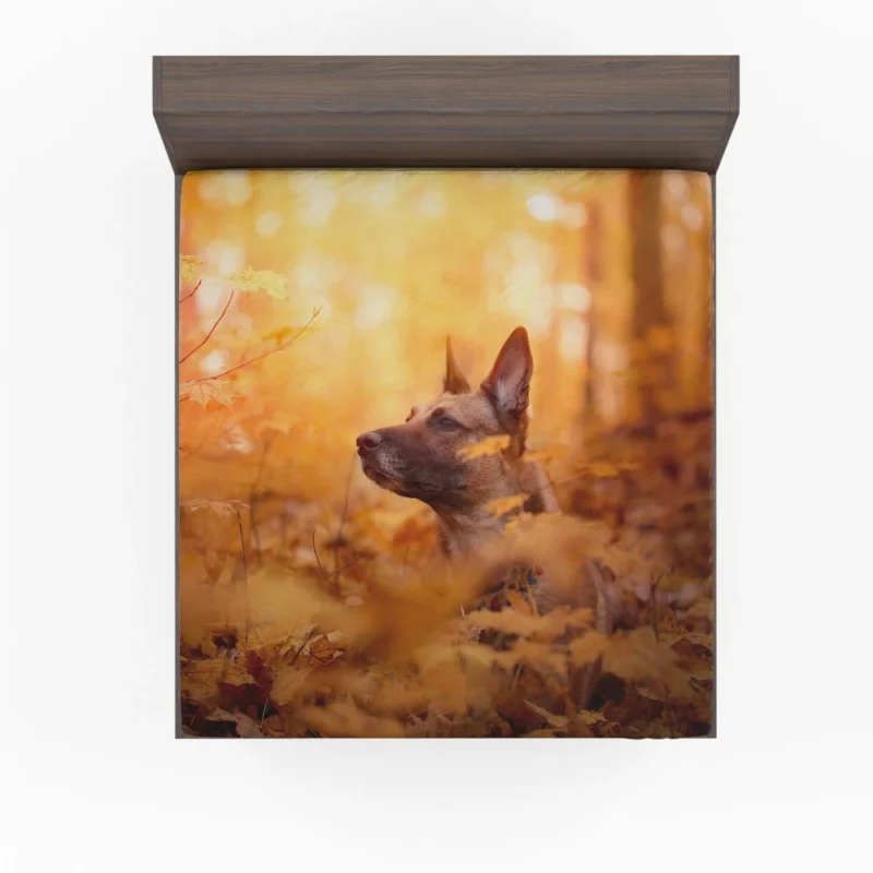 Belgian Malinois in Autumn Furry Elegance Fitted Sheet 1