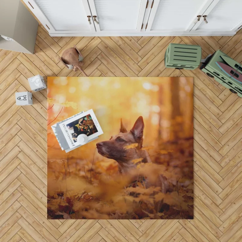 Belgian Malinois in Autumn Furry Elegance Rug