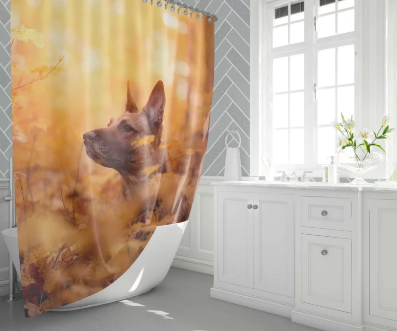 Belgian Malinois in Autumn Furry Elegance Shower Curtain 1