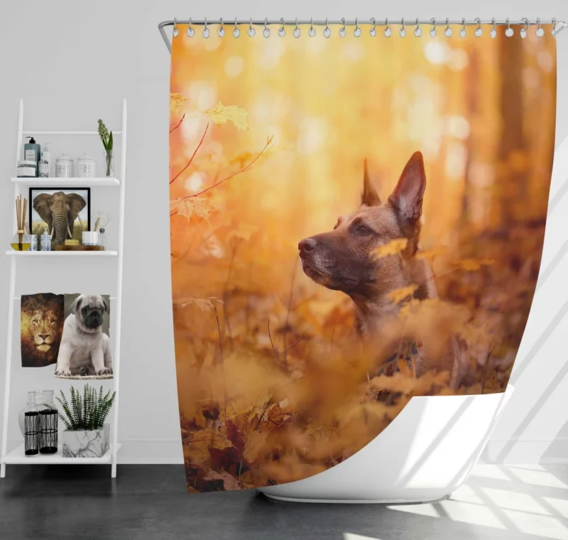 Belgian Malinois in Autumn Furry Elegance Shower Curtain