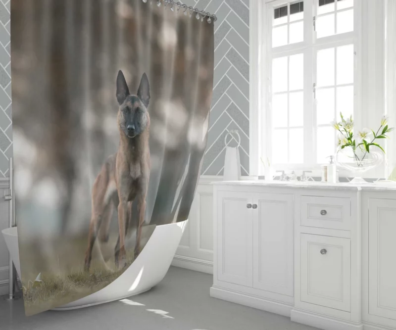 Belgian Malinois in Autumn Glow Shower Curtain 1