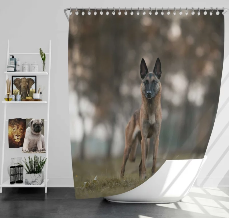 Belgian Malinois in Autumn Glow Shower Curtain