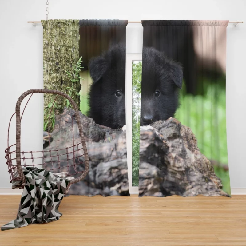 Belgian Shepherd Puppy Curious Innocence Curtain