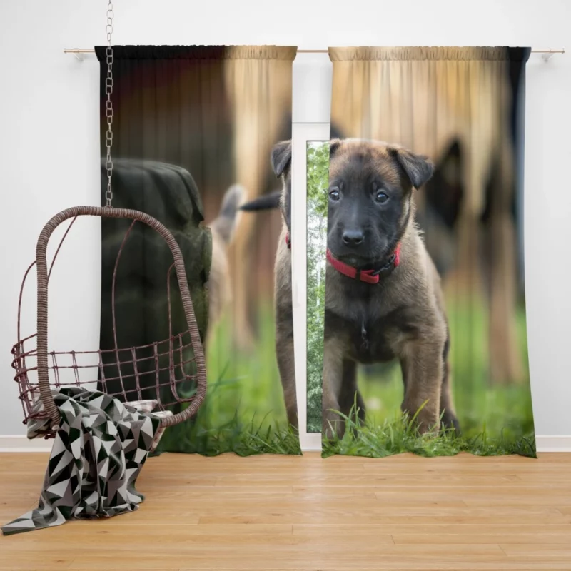 Belgian Shepherd Puppy Innocence Baby Charm Curtain